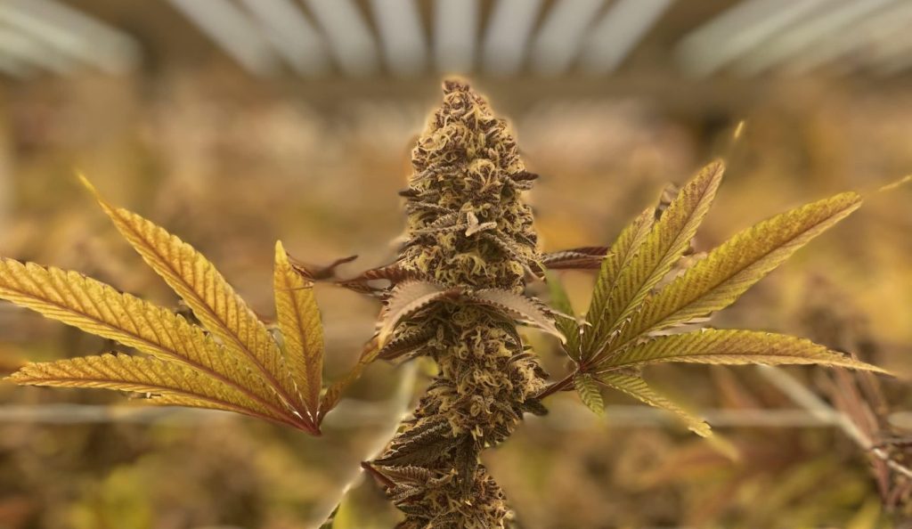 cannabis plants in a grow room