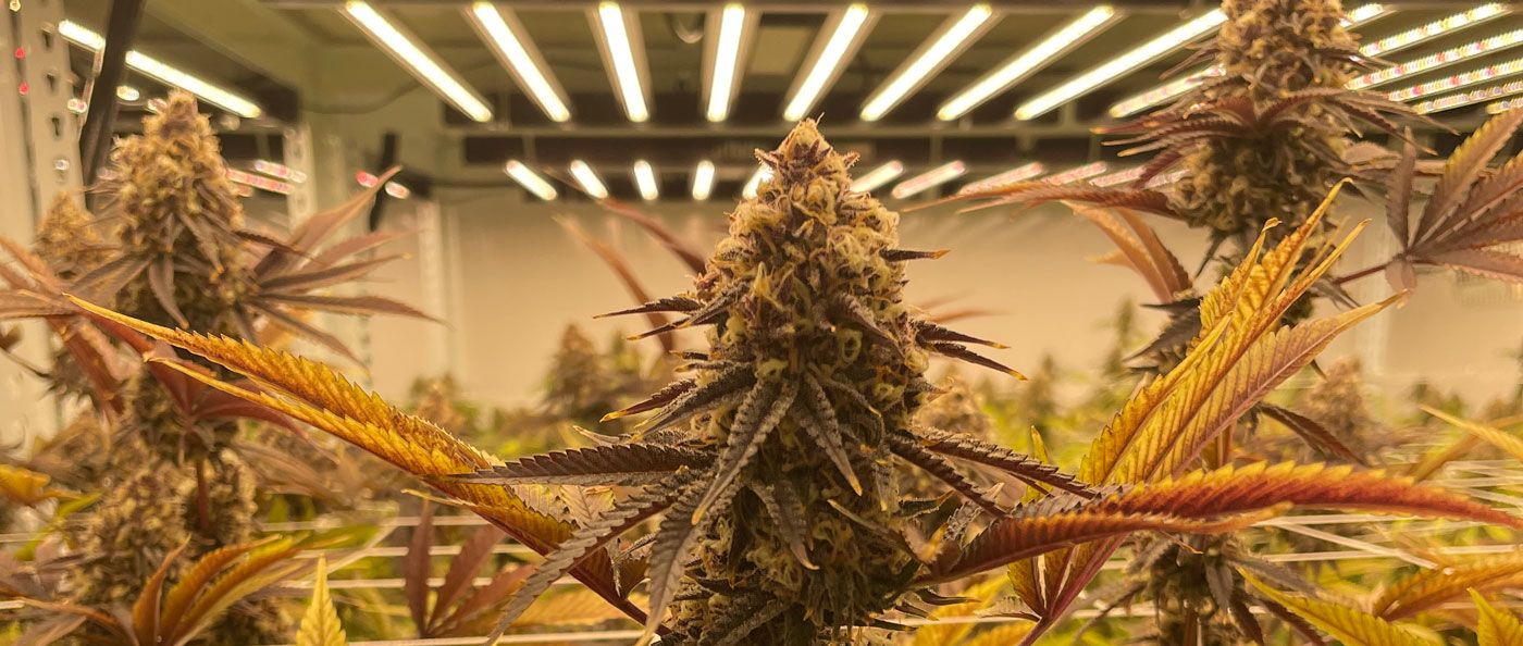 cannabis plants in a grow room